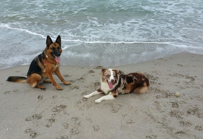 Jupiter Pet Friendly Condos